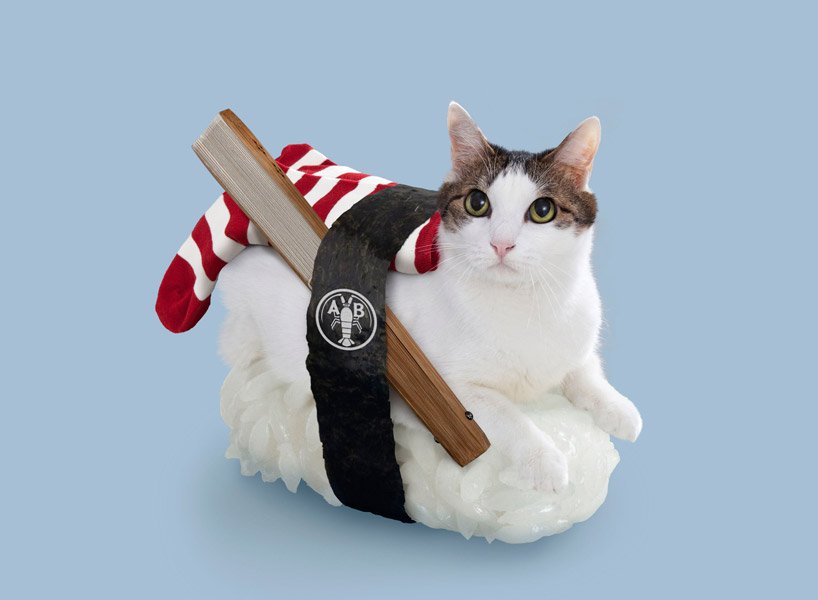 cat with fans and sock on sushi