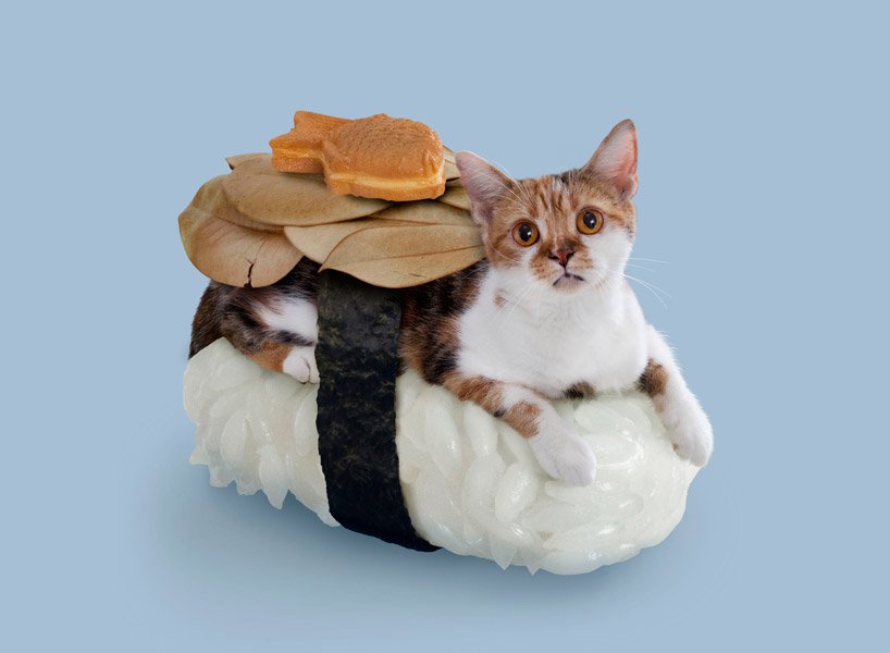 Sushi Cats 001 4