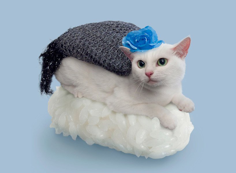 sushi cat with scarf and flower
