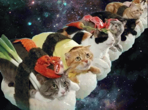 sushi cats in space